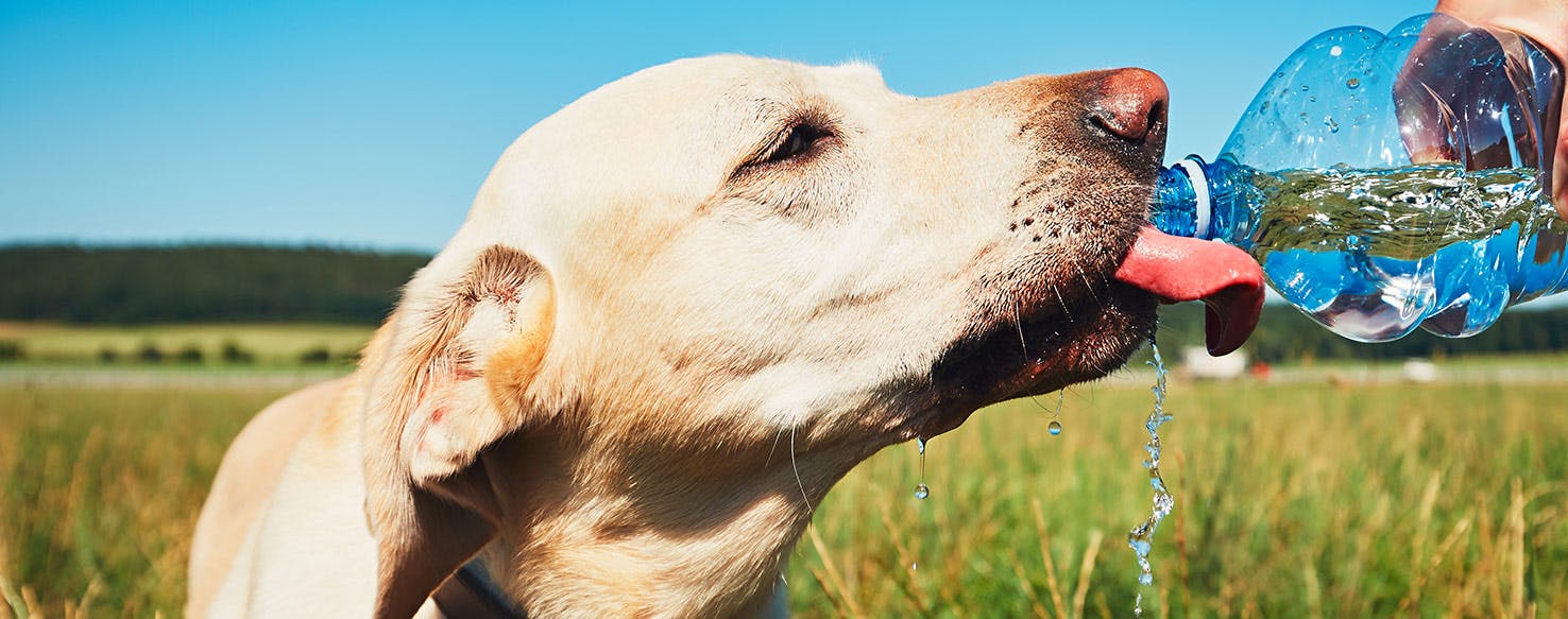 what can i give a dehydrated dog