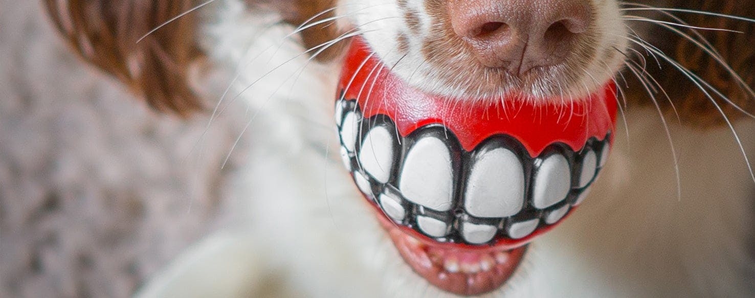 can dogs get dental implants