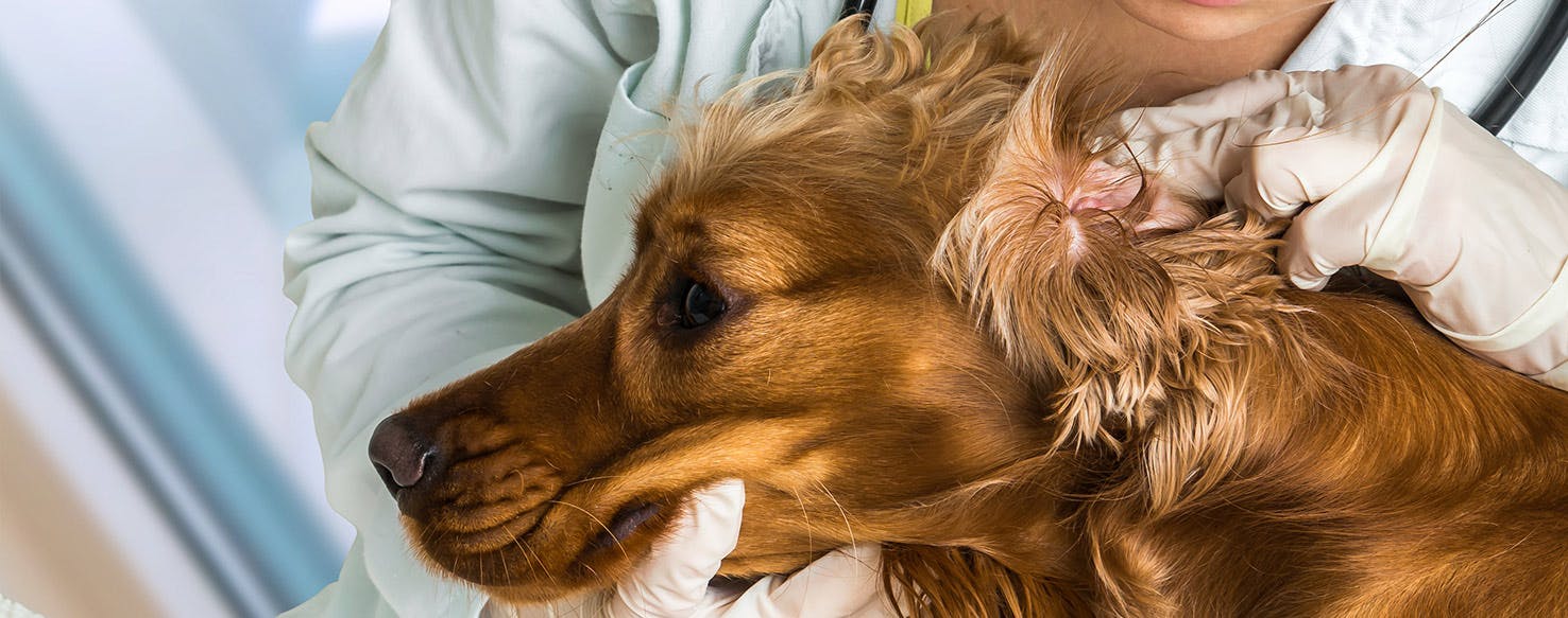 are dogs ears connected to throat