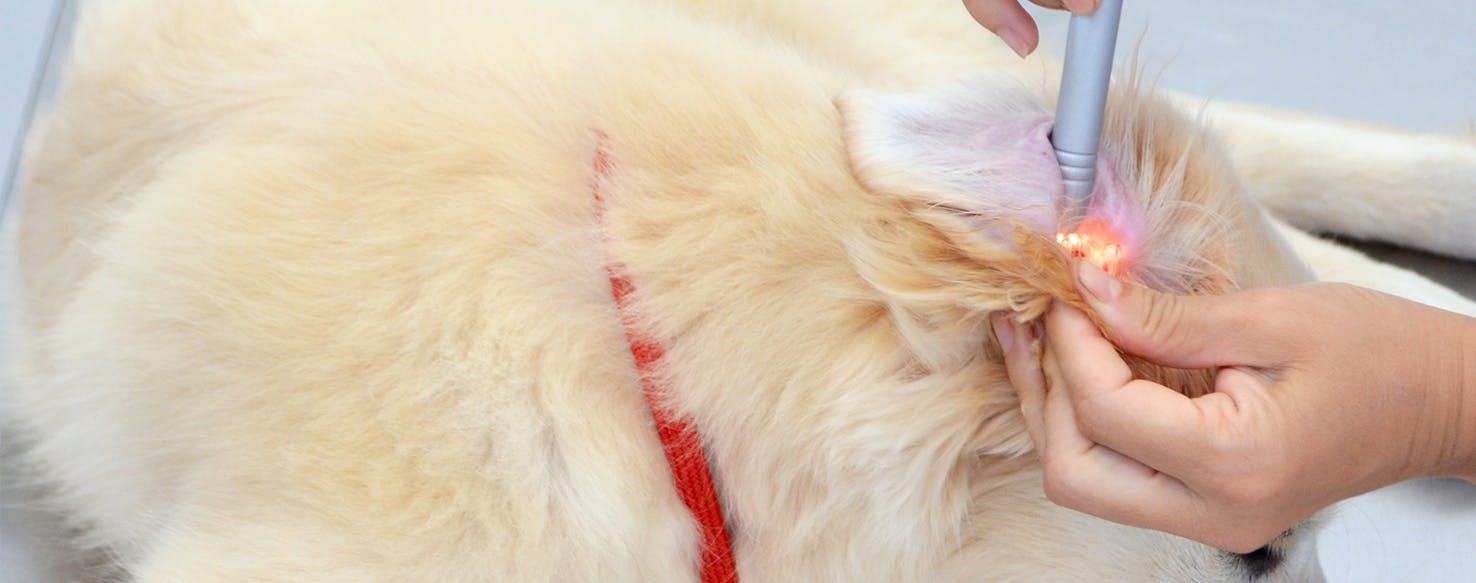 Are Ear Mites Contagious From Cats To Dogs CatWalls
