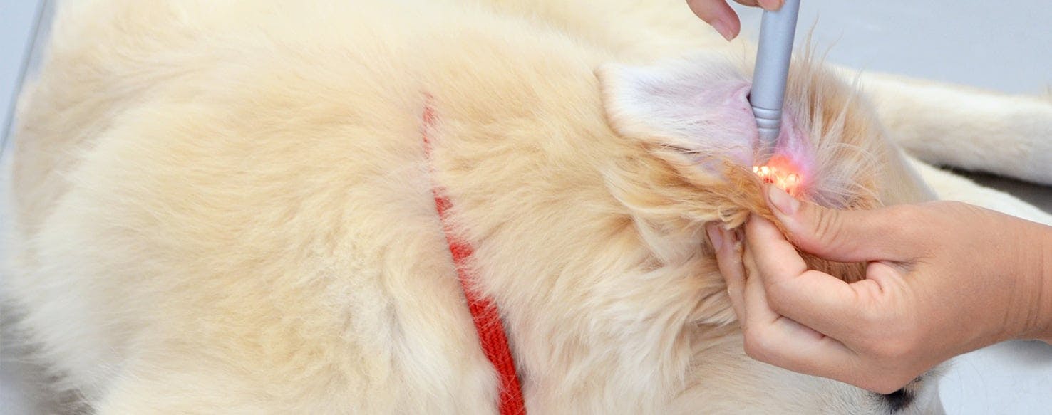 are ear mites in cats contagious to dogs