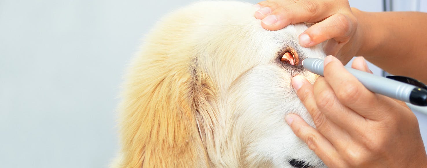 can you get eye infections from dogs