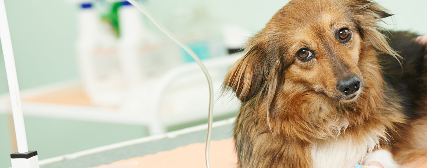 how to treat dog fever at home