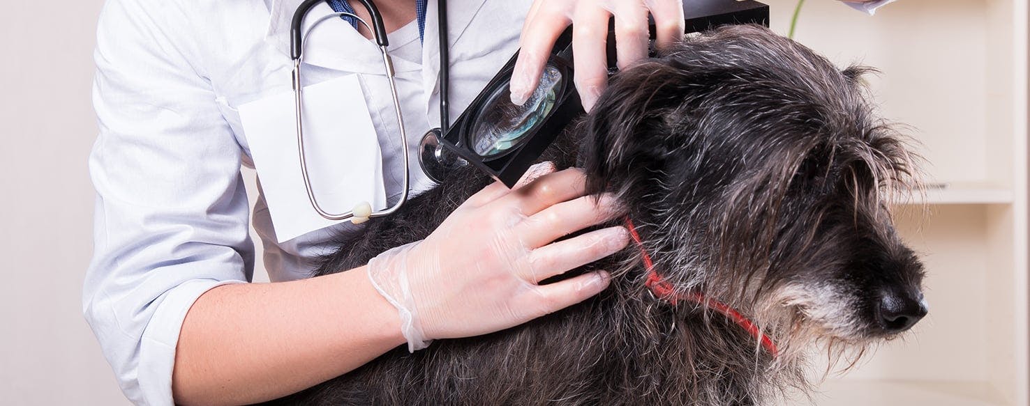 what will a vet do for a dog with fleas