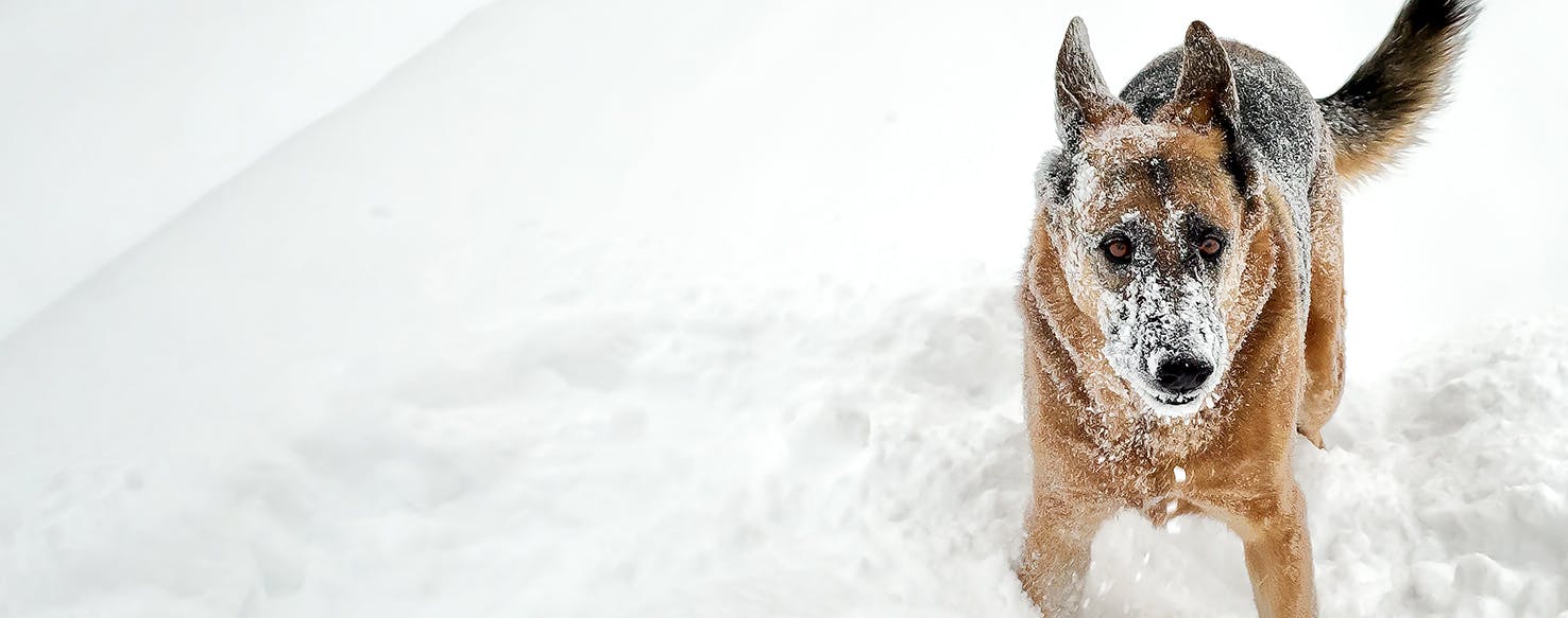 what does frostbite look like on dogs