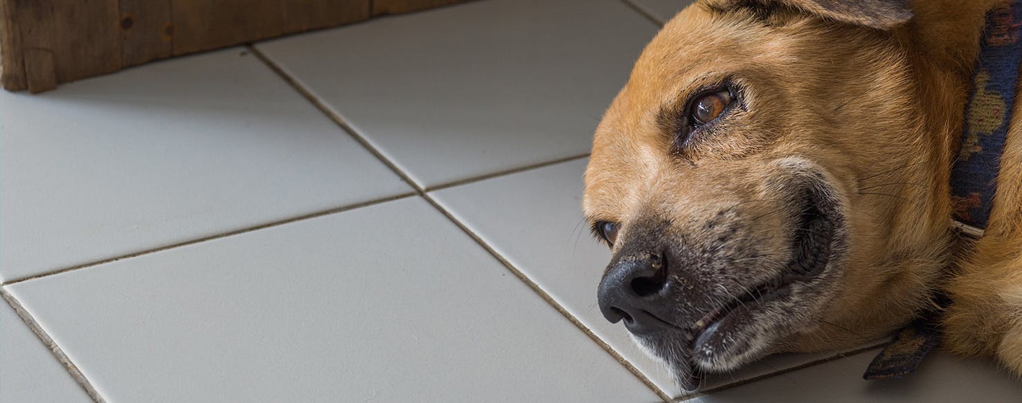 Can Dogs Get Gastroenteritis from Humans? Wag!