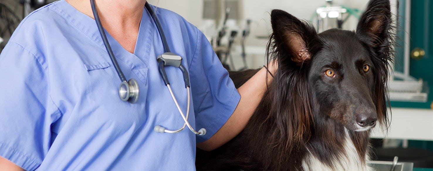 what are the symptoms of a canine herpesvirus infection