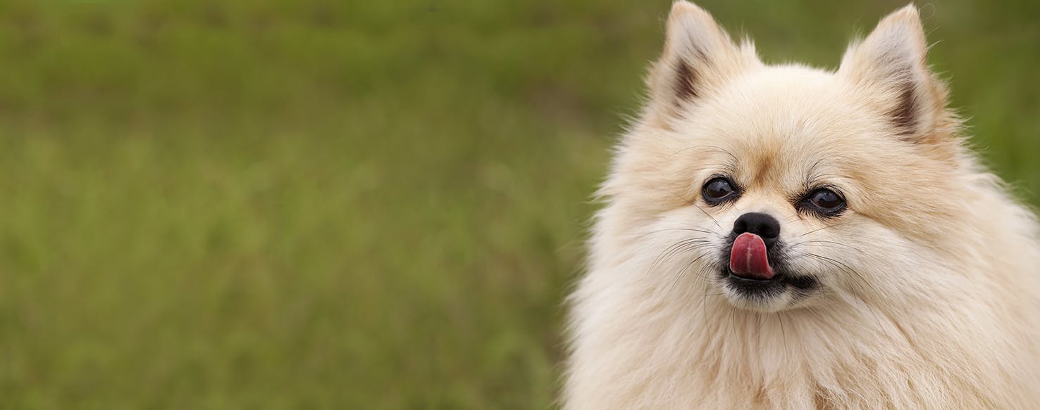 Dog hairball clearance treatment