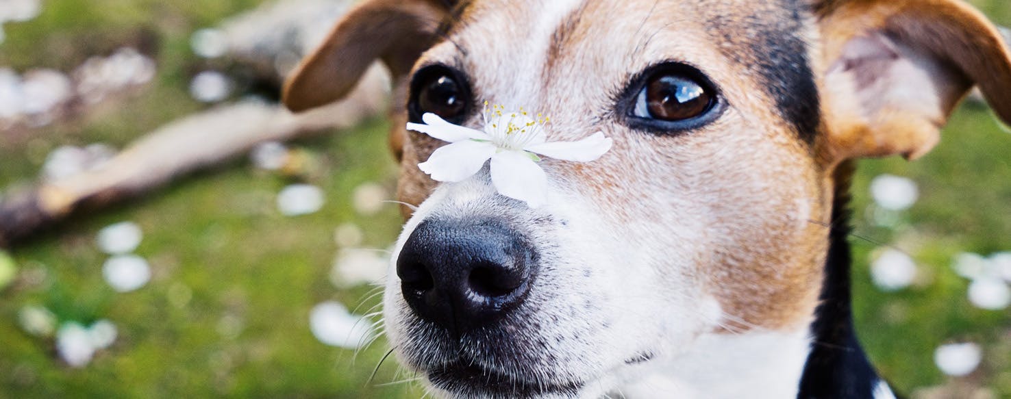 Can Dogs Get Hay Fever 