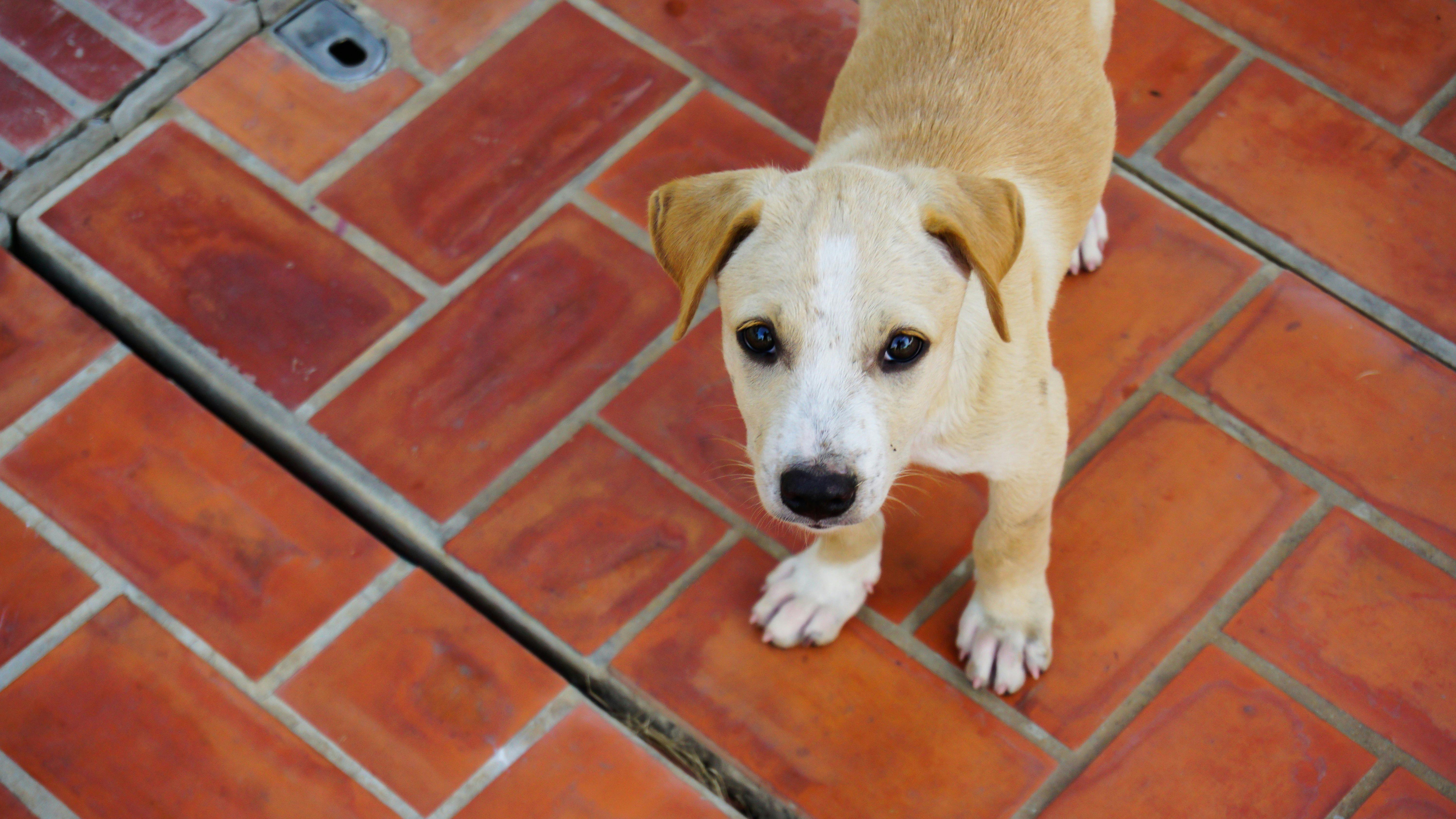 can heartworms be passed from dog to human