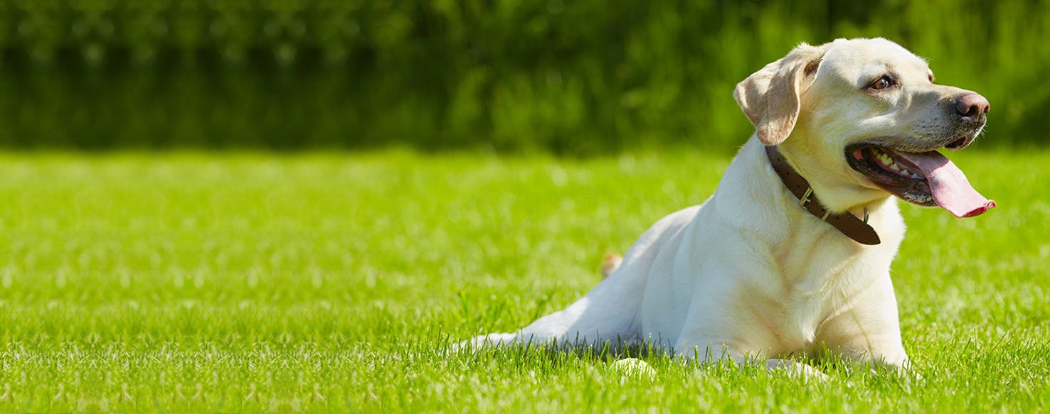 can dogs survive heatstroke