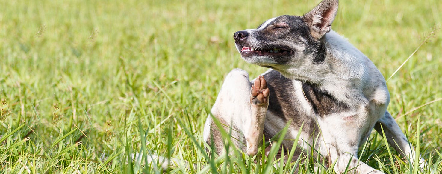 what does dog heat rash look like