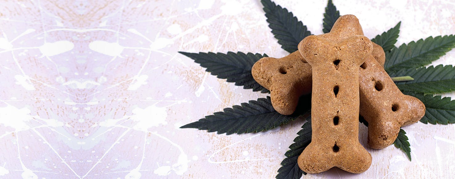 wellness-can-dogs-get-high-from-eating-weed-hero-image