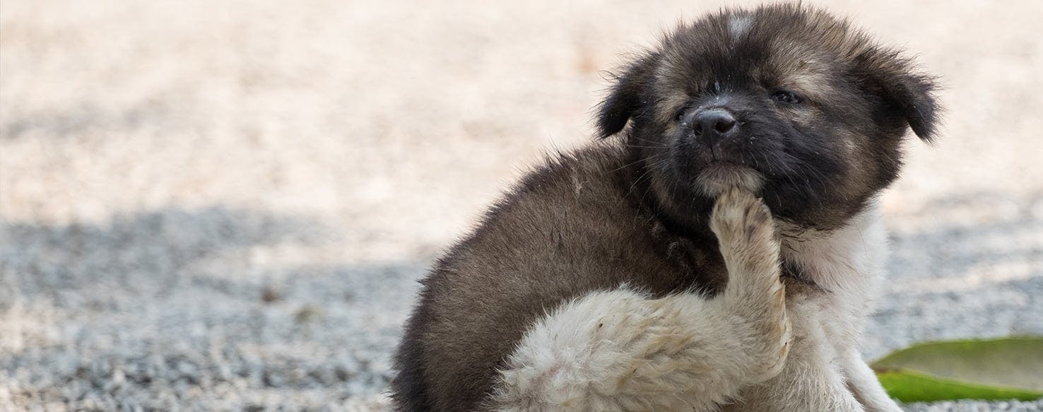 will groomers groom a dog in heat