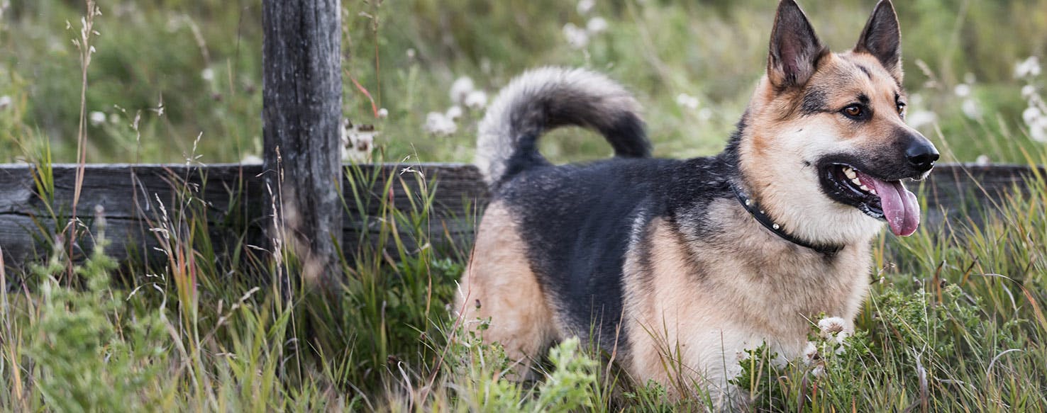 The history of police K9 dogs