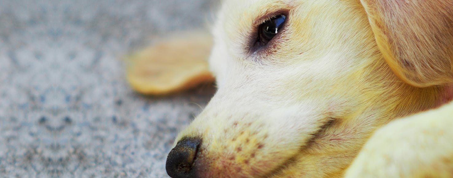 what are the symptoms of jaundice in dogs