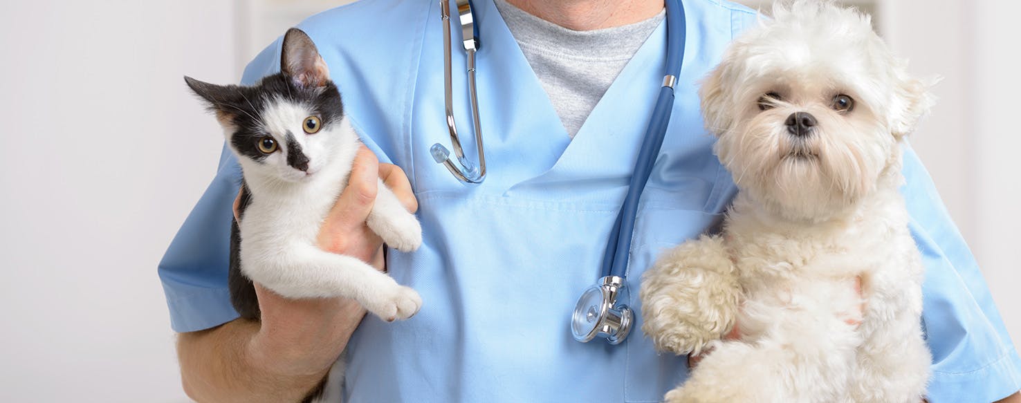 kennel cough in cats treatment