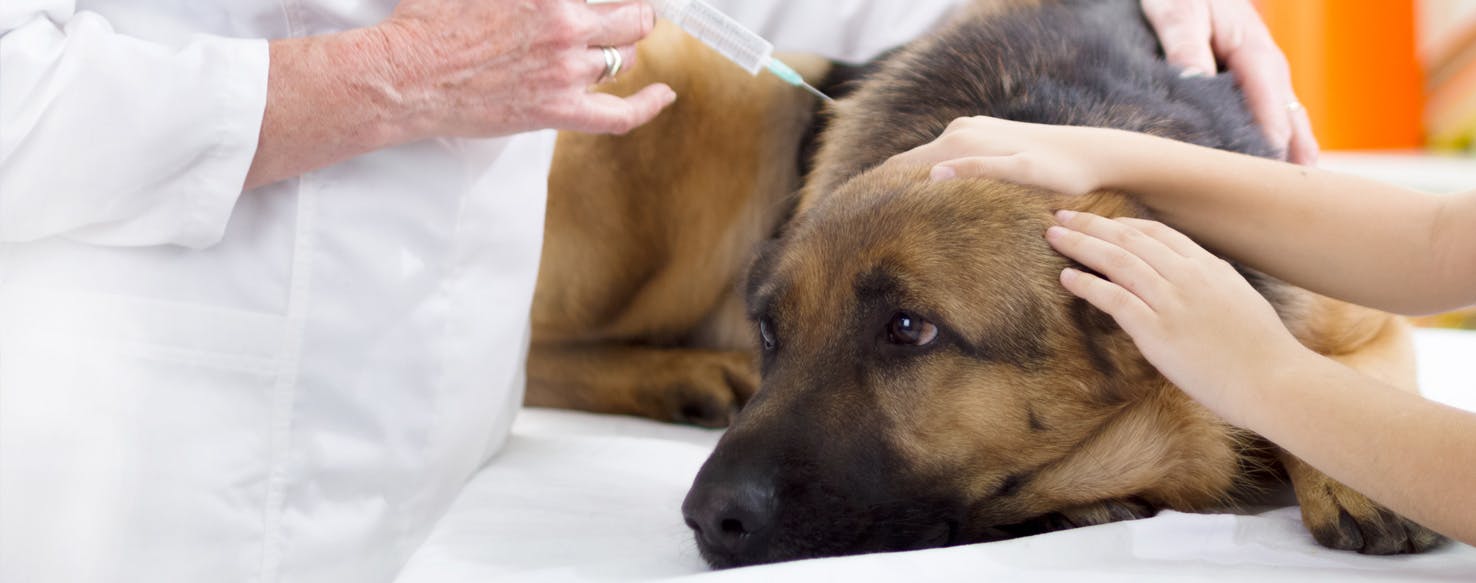 do dogs really need kennel cough vaccine