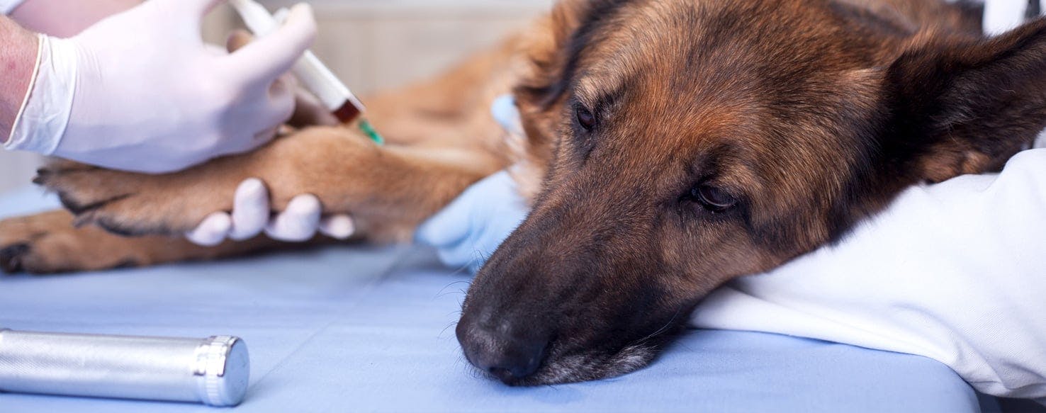 do dogs really need kennel cough vaccine