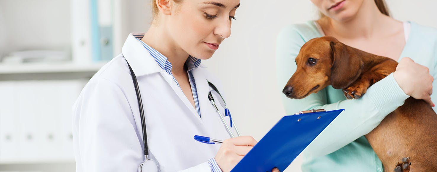 how do you get rid of kidney stones in dogs