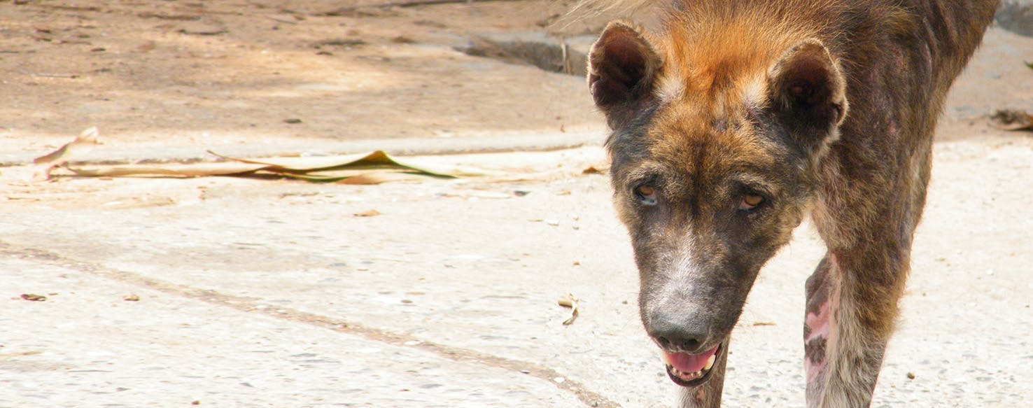 Can Dogs Get Leprosy from Armadillos?