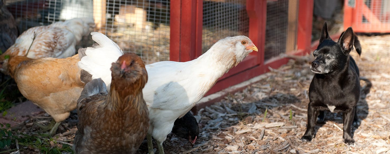 Dog killed chicken outlet can i eat it