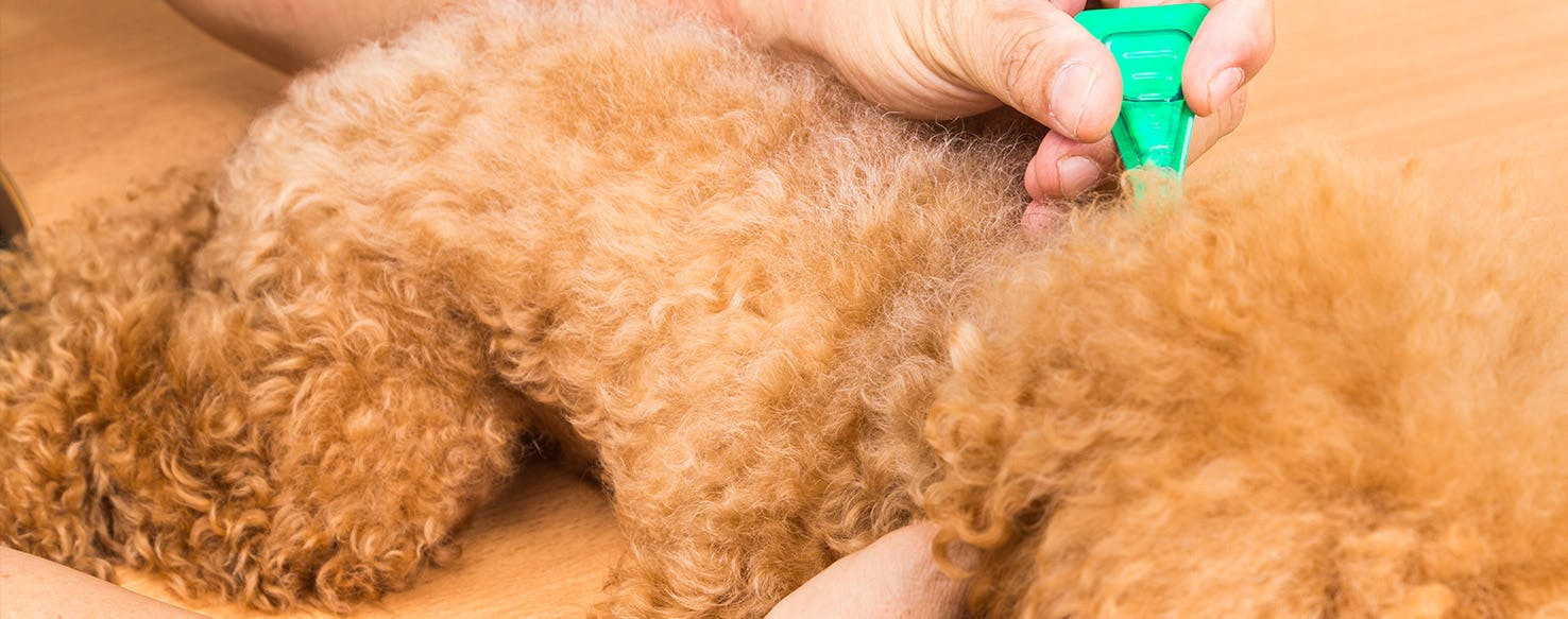 Home remedies for clearance chewing lice on dogs