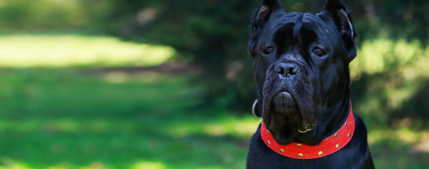 do mastiffs have lock jaw