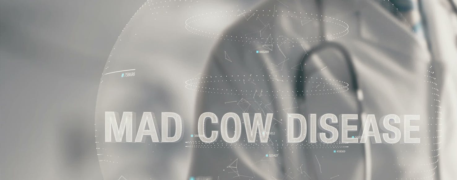 can dogs and cats get mad cow disease