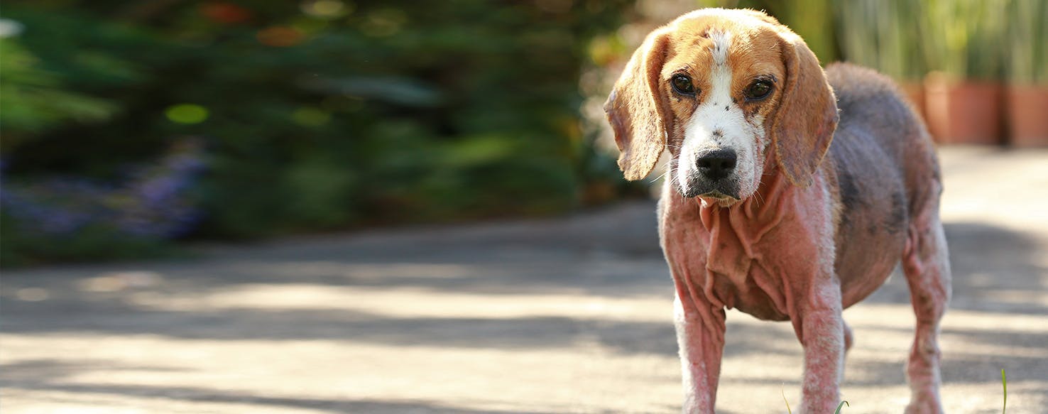 Mange treatment for 2024 dogs pets at home