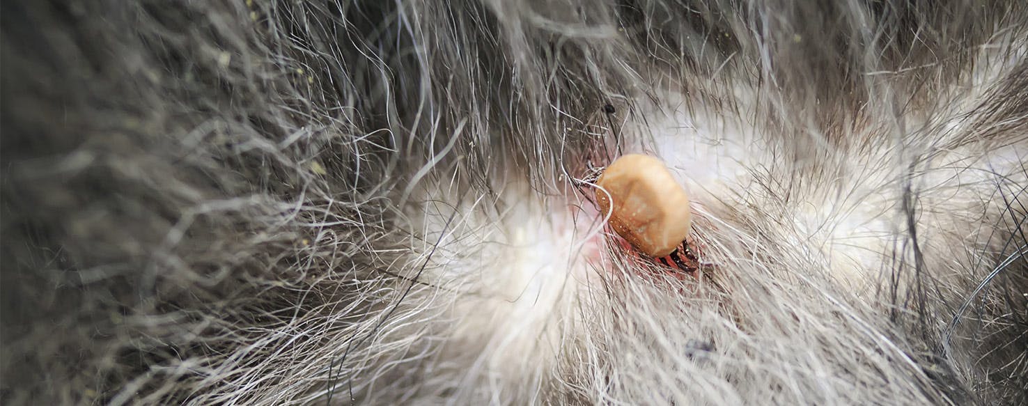 wellness-can-dogs-get-mites-hero-image
