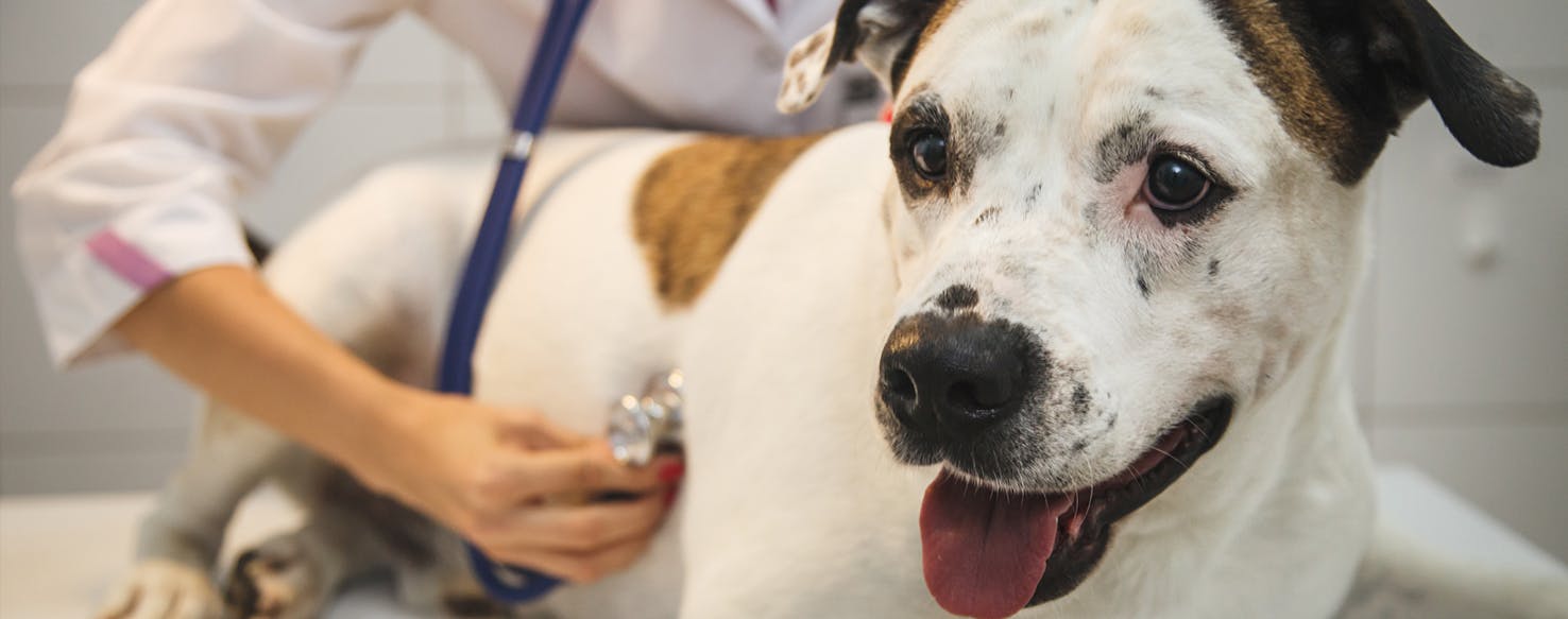 where do dogs get staph infections