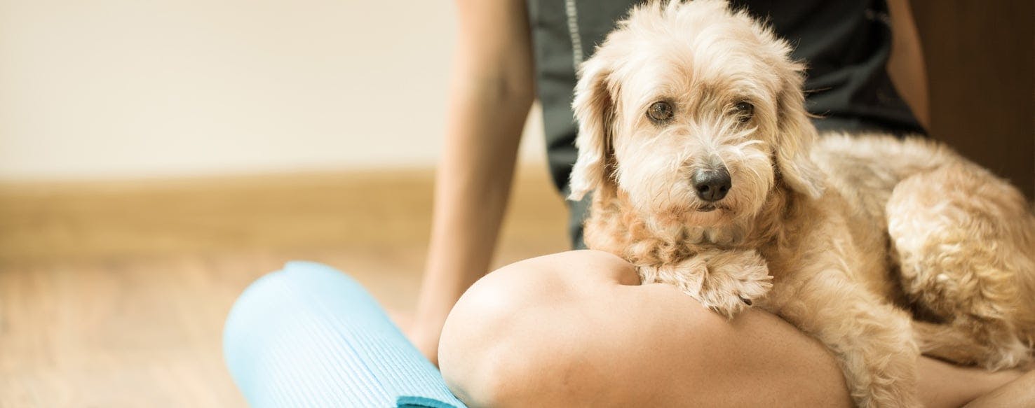 how can i help my dog with muscle spasms