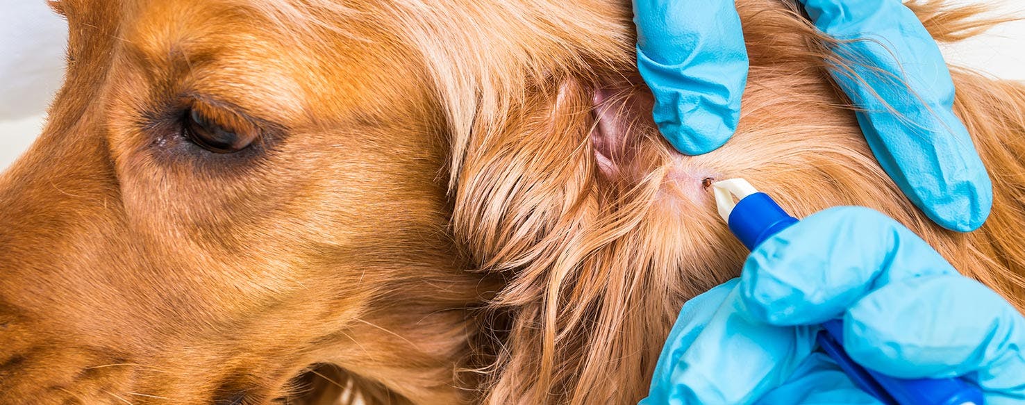 can humans get lice from dogs