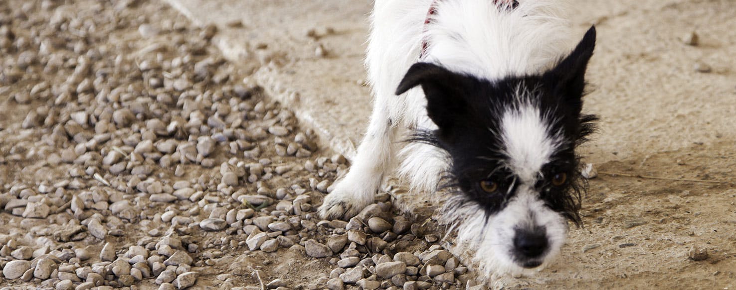 wellness-can-dogs-get-panic-attacks-hero-image