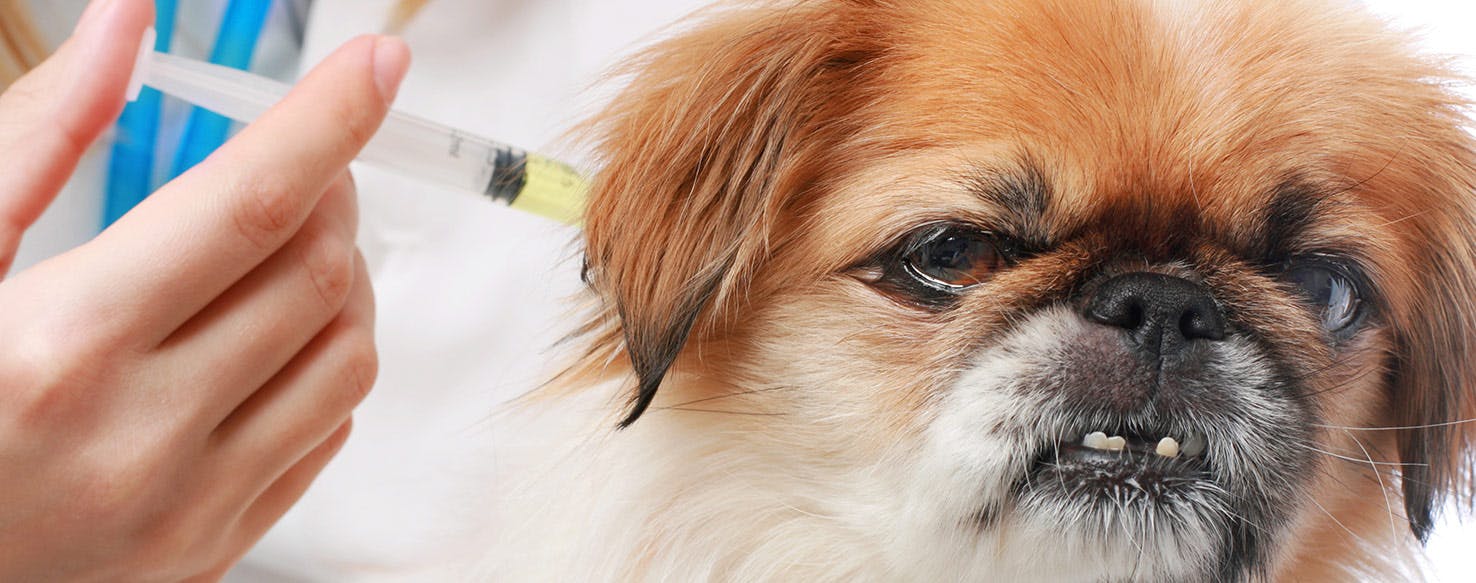 Can a Vaccinated Dog Spread Parvo 