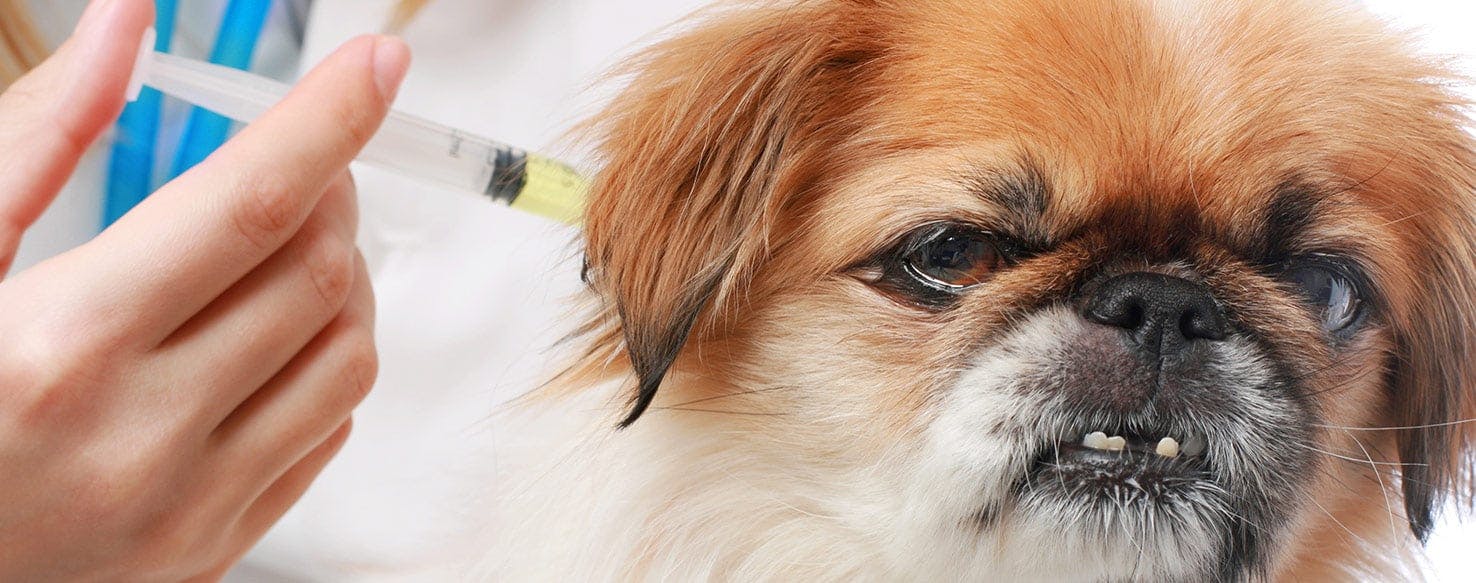 Can parvo sale affect vaccinated dogs