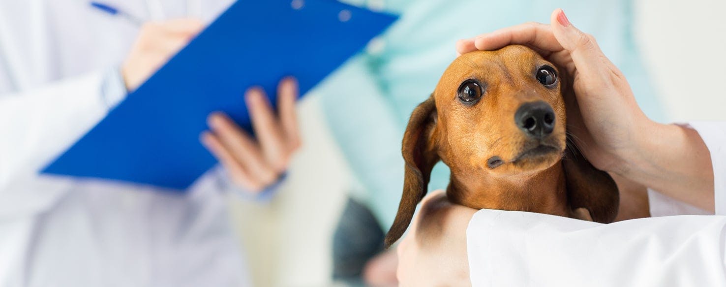 Can older vaccinated store dogs get parvo