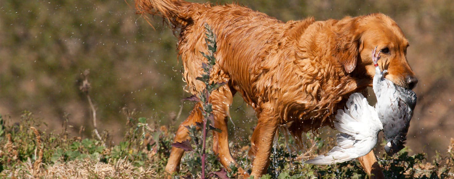 wellness-can-dogs-get-pigeon-fever-hero-image