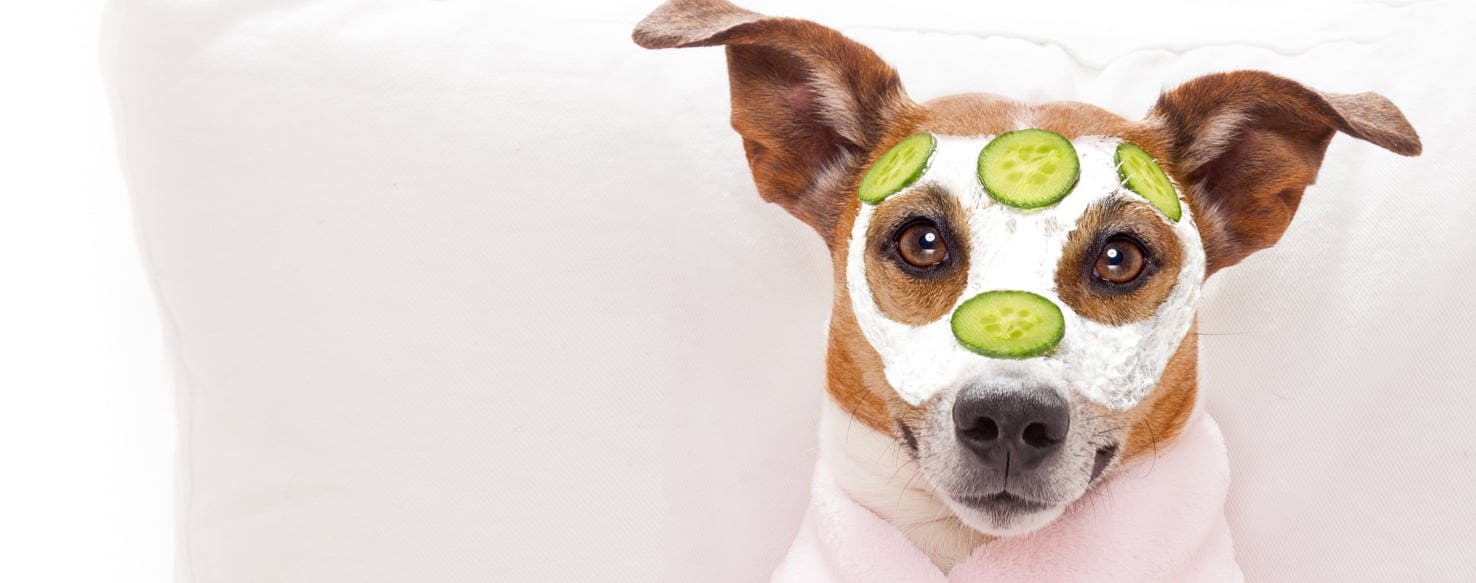 wellness-can-dogs-get-pimples-hero-image