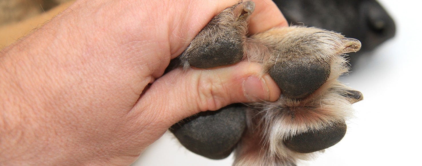 how do you treat a pinched nerve in a dog