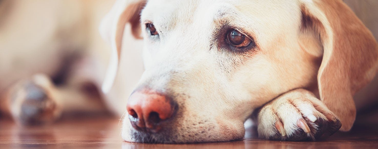 can humans get conjunctivitis from dogs