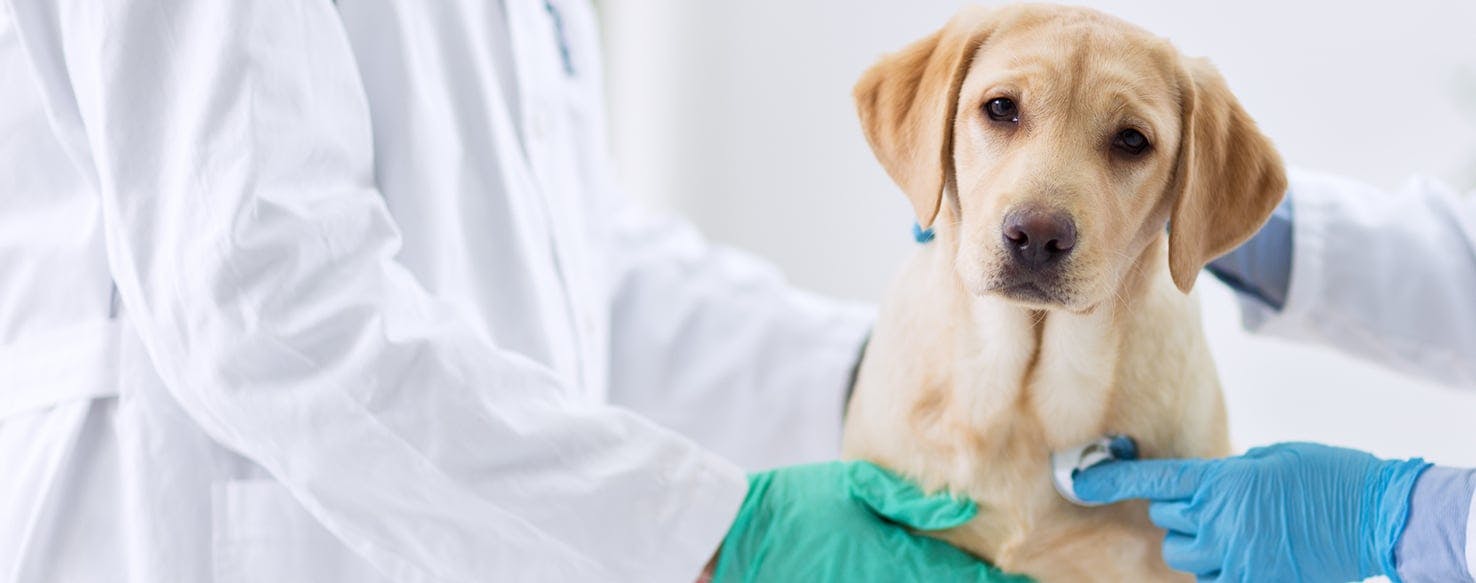 how serious is pneumonia in dogs