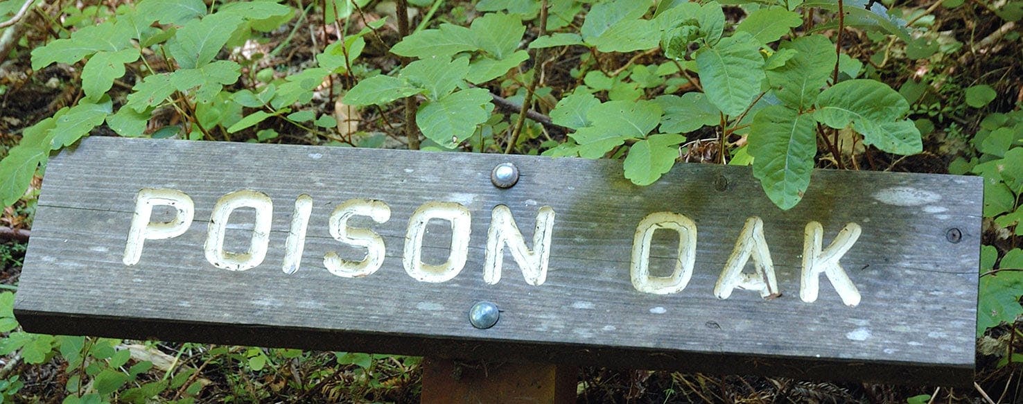 does poison ivy bother dogs