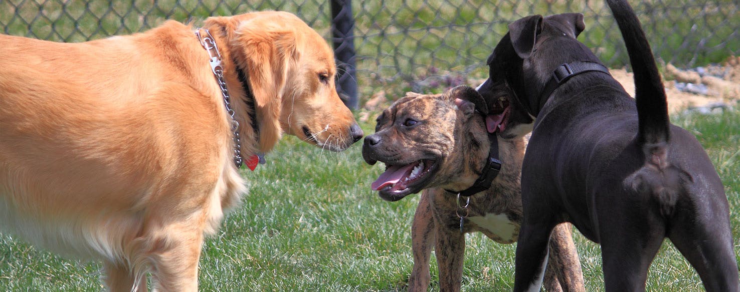 how long do dogs take to mate