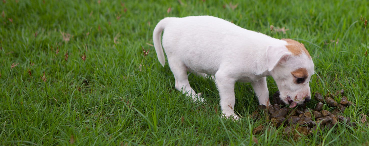 Can Dogs Get Rabies From Eating Poop?