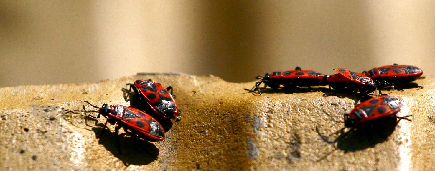 Can Dogs Get Red Bugs?