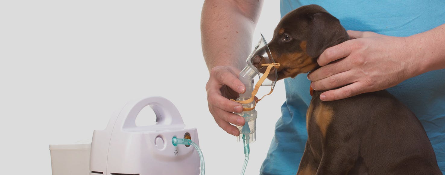 can you catch an upper respiratory infection from a dog