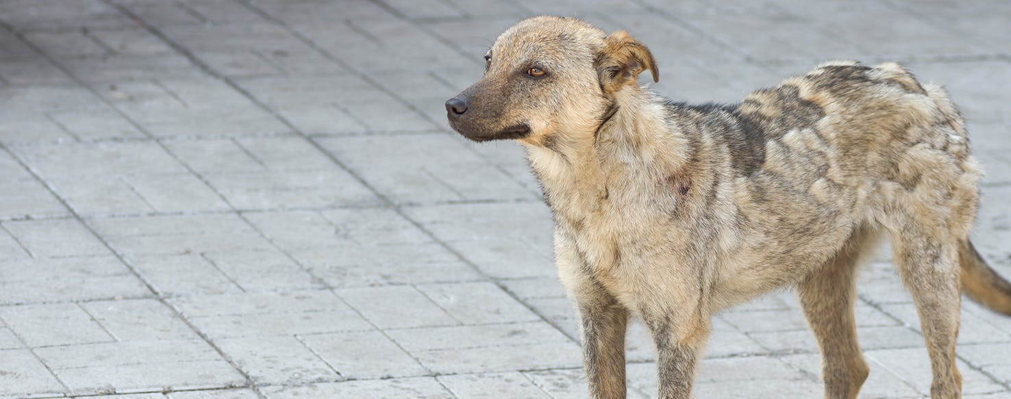 does hair grow back after ringworm dog