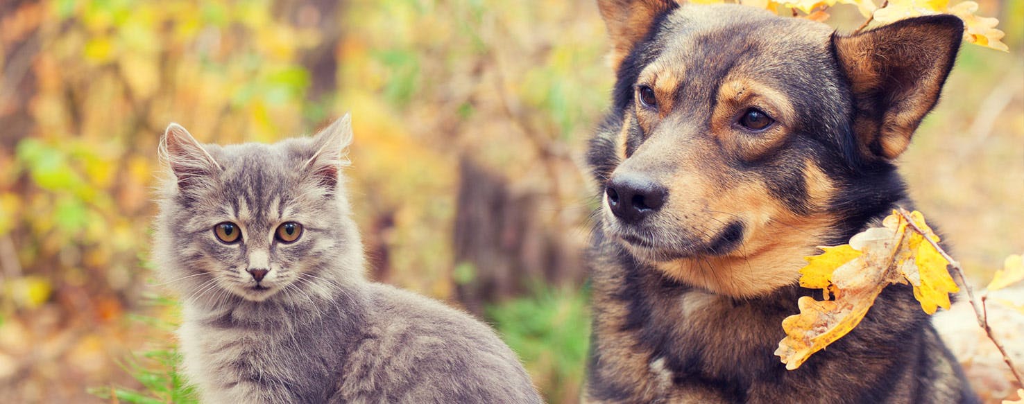 can dog roundworm be transmitted to cats